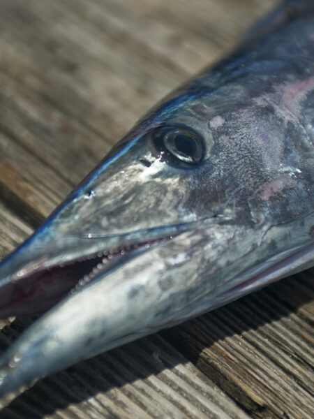 peche